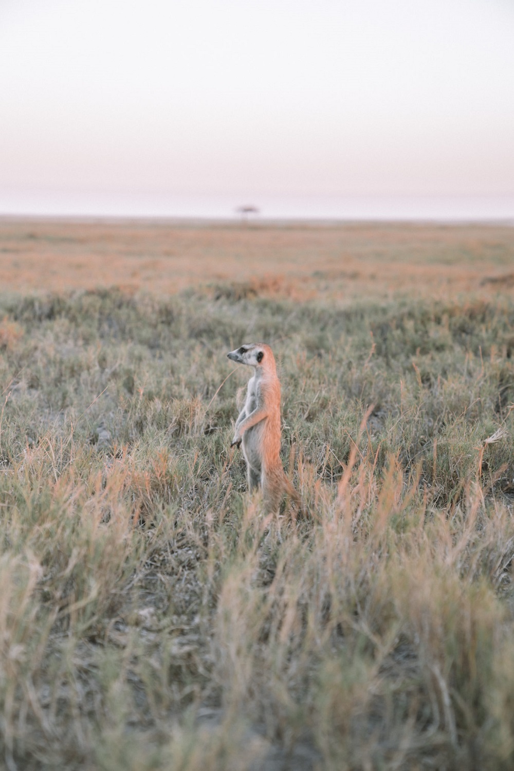 How to see the Meerkats in Botswana