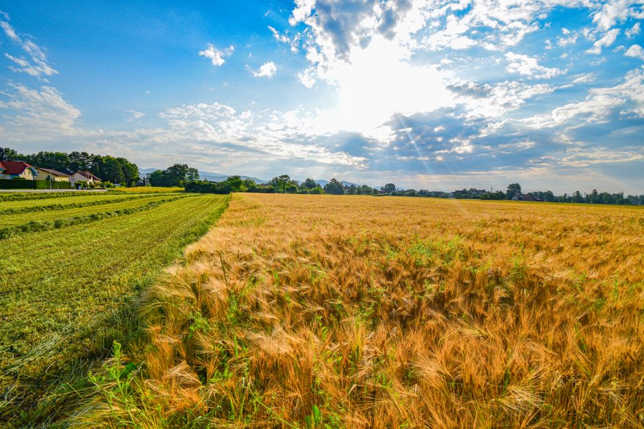 A scenic rural landscape with golden wheat fields and blue sky, capturing the essence of a