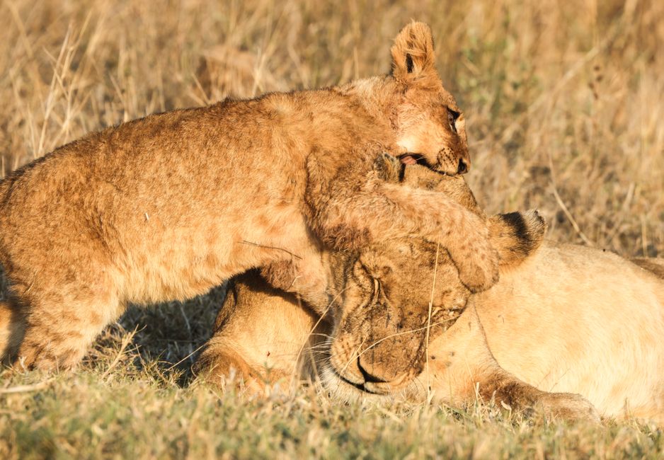 Adorable lion cub nuzzling a resting lioness captured in natural safari habitat.