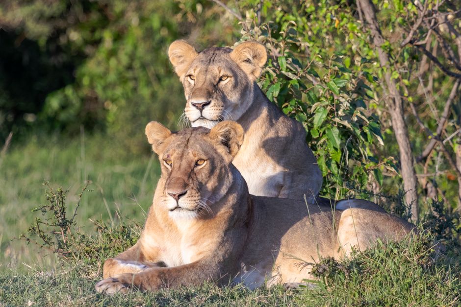 Two lionesses rest in the lush greenery of Narok, Kenya, showcasing their majestic beauty.