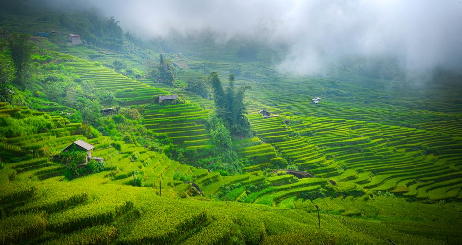 Lush green terraced rice fields on a foggy day in Vietnam, showcasing natural beauty.