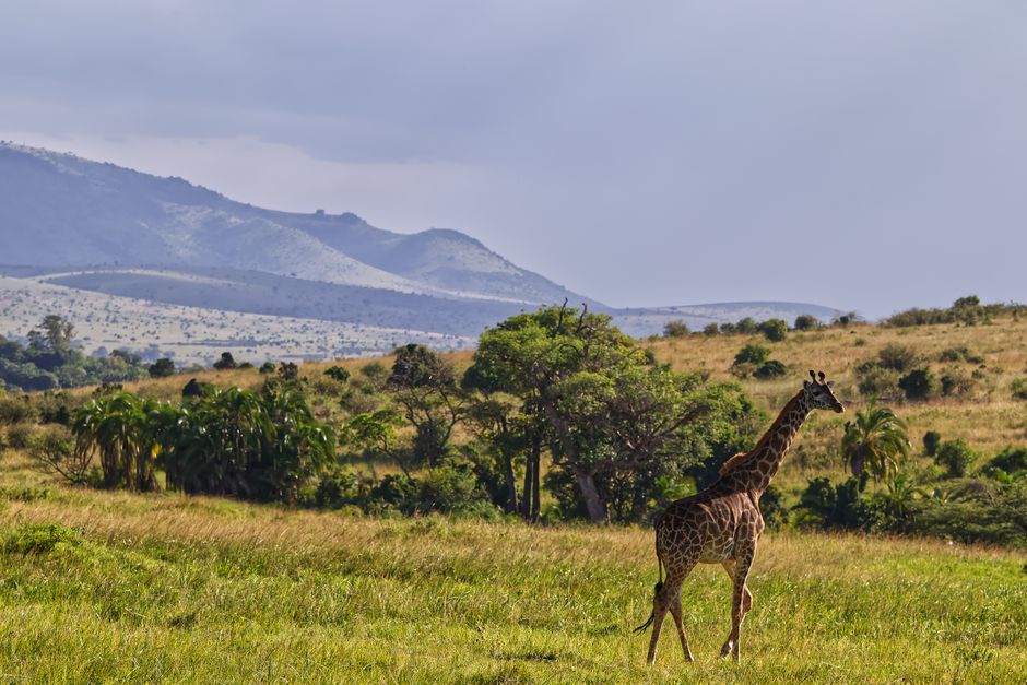 Majestic giraffe wandering through the expansive Maasai Mara grasslands of Kenya, set agai