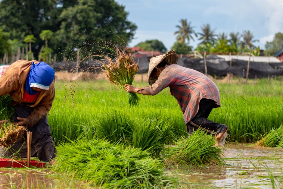 Two farmers working in vibrant rice fields in Laos, capturing rural life and agriculture.